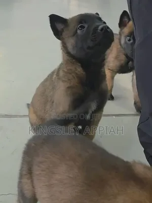 Purebred Belgian Malinois Puppies (1-3 Months)