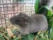 5 Grasscutters for Sale (4 Male, 1 Female) - 1