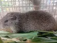 5 Grasscutters for Sale (4 Male, 1 Female) - 2