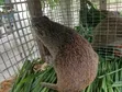5 Grasscutters for Sale (4 Male, 1 Female) - 3
