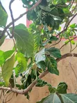 Organic Noni Extract for Health Benefits - 1