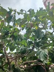 Organic Noni Extract for Health Benefits - 2