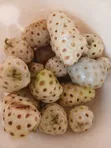 Organic Noni Extract for Health Benefits - 5