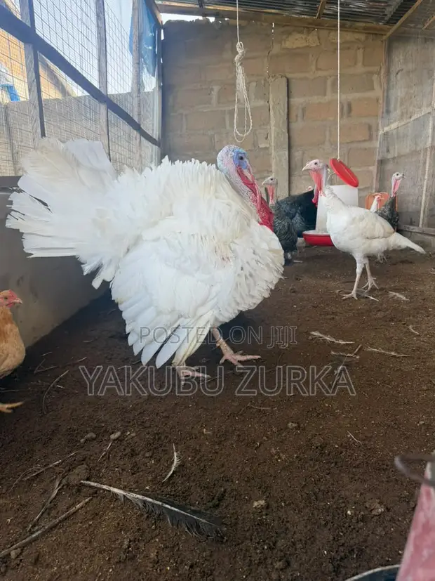 Healthy Adult Turkeys for Sale - Tamale - 1