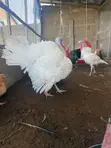 Healthy Adult Turkeys for Sale - Tamale - 1