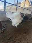 Healthy Adult Turkeys for Sale - Tamale - 2