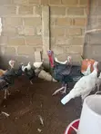 Healthy Adult Turkeys for Sale - Tamale - 3