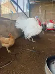 Healthy Adult Turkeys for Sale - Tamale - 4