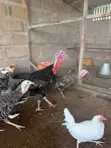 Healthy Adult Turkeys for Sale - Tamale - 5