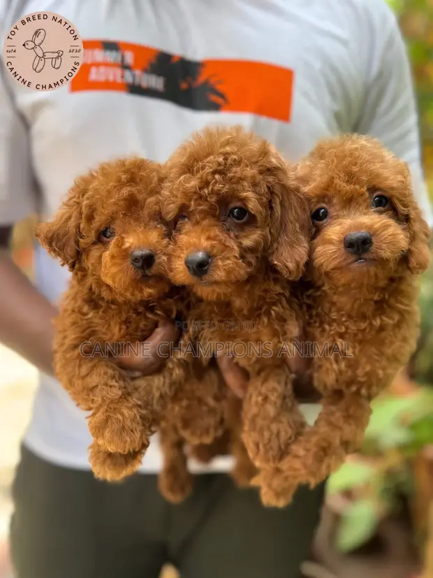 Purebred Female Poodle Puppy (1-3 Months) - 1