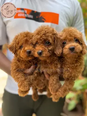 Purebred Female Poodle Puppy (1-3 Months)