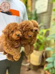 Purebred Female Poodle Puppy (1-3 Months) - 2