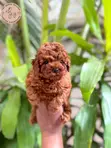 Purebred Female Poodle Puppy (1-3 Months) - 3