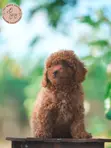 Purebred Female Poodle Puppy (1-3 Months) - 4