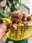 Purebred Female Poodle Puppy (1-3 Months) - 5