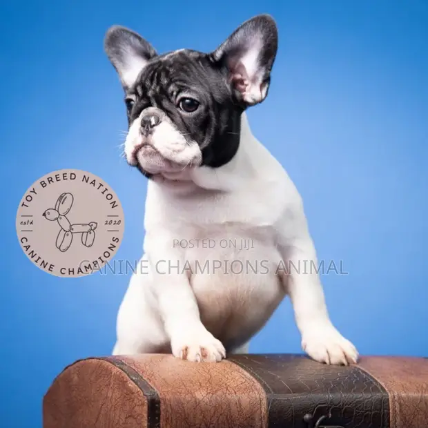 Female Purebred French Bulldog Puppies - 1