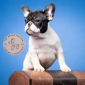 Female Purebred French Bulldog Puppies