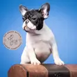 Female Purebred French Bulldog Puppies - 1