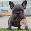 Female Purebred French Bulldog Puppies - 2