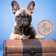 Female Purebred French Bulldog Puppies - 3