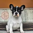 Female Purebred French Bulldog Puppies - 4