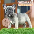 Female Purebred French Bulldog Puppies - 5