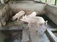 Quality Large White Pigs for Sale - 1