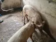 Quality Large White Pigs for Sale - 2