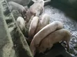 Quality Large White Pigs for Sale - 3