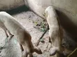 Quality Large White Pigs for Sale - 4