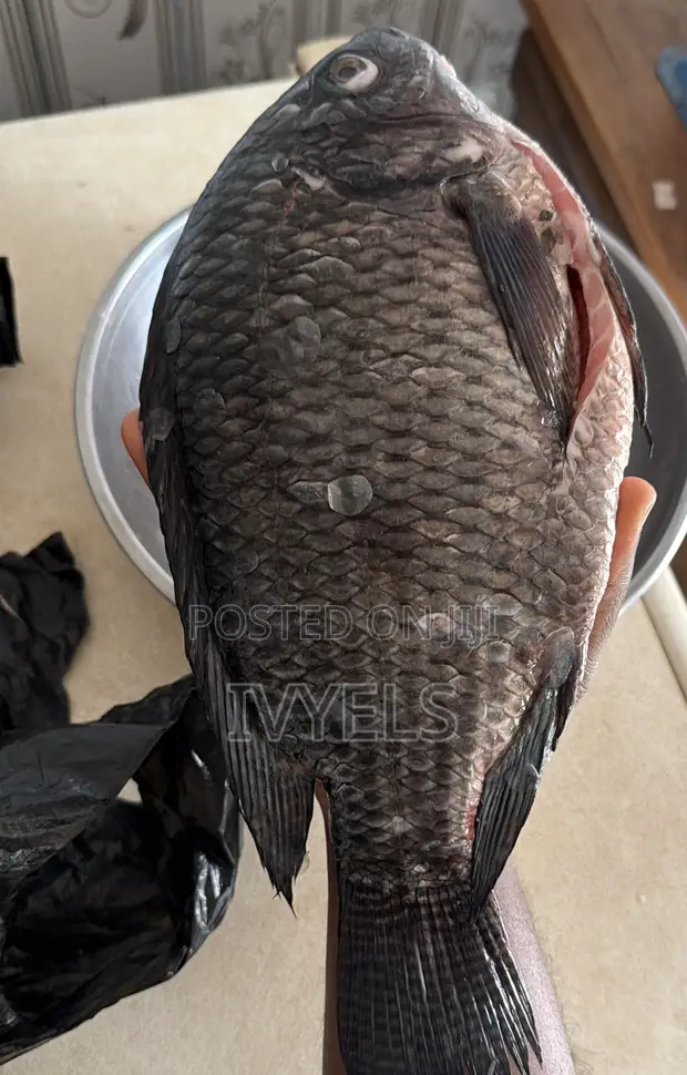 Tilapia for Sale - 1