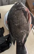 Tilapia for Sale - 1