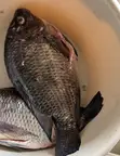 Tilapia for Sale - 2
