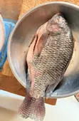 Tilapia for Sale - 3
