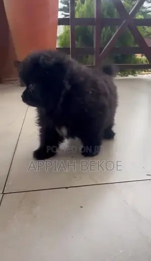 Male Mixed Breed Poodle Puppy (0-1 Month)