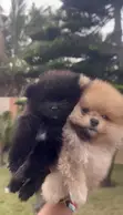 Male Mixed Breed Poodle Puppy (0-1 Month) - 2