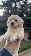 Male Mixed Breed Poodle Puppy (0-1 Month) - 3