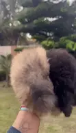 Male Mixed Breed Poodle Puppy (0-1 Month) - 4