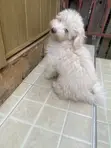 Male Mixed Breed Poodle Puppy (0-1 Month) - 5