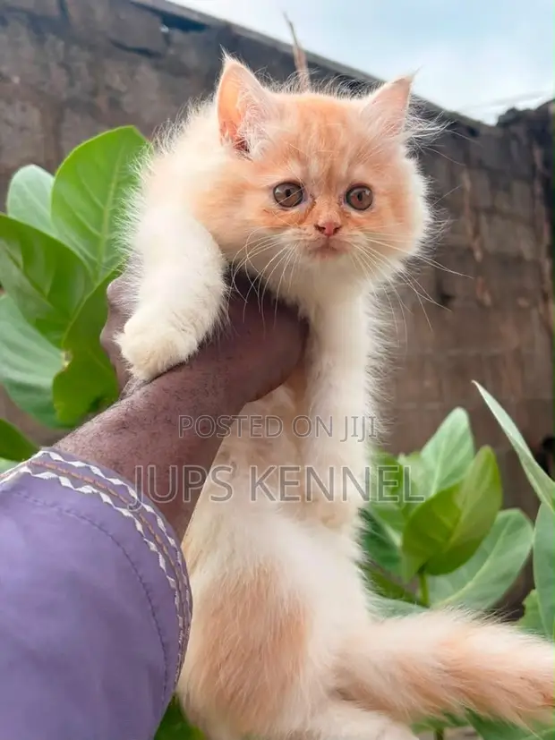 Purebred Persian Kittens - 1-3 Months Male - 1