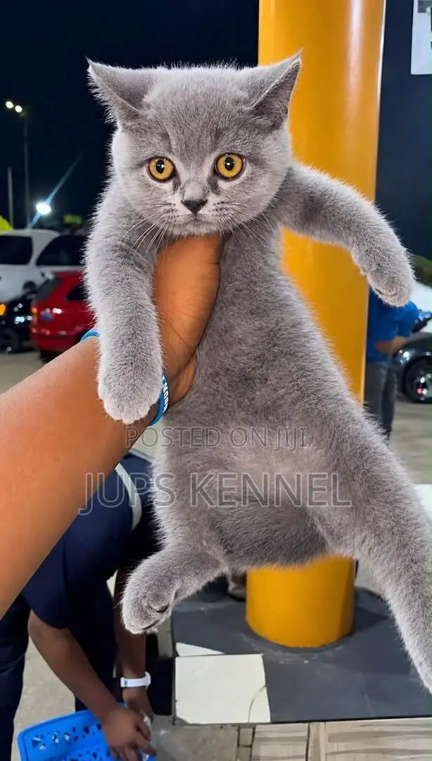 Female Purebred British Shorthair Kitten (1-3 Months) - 1