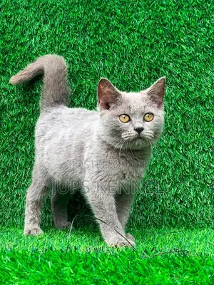 Male Purebred British Shorthair Kitten (1-3 Months)