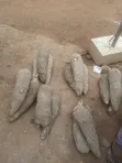 Fresh Yams for Sale - 3