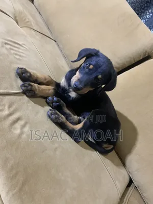 Purebred Doberman Pinscher Puppy - 1-3 Months Old, Female