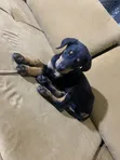 Purebred Doberman Pinscher Puppy - 1-3 Months Old, Female - 1