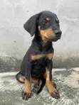 Purebred Doberman Pinscher Puppy - 1-3 Months Old, Female - 2