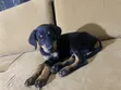 Purebred Doberman Pinscher Puppy - 1-3 Months Old, Female - 3