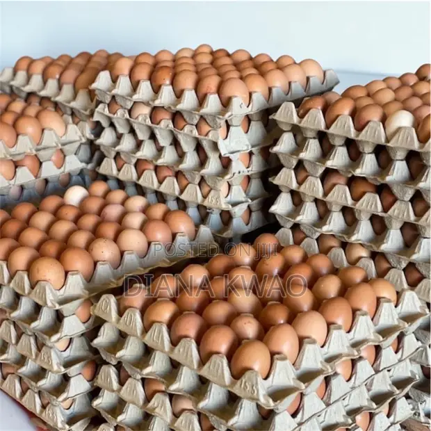 Fresh Chicken Eggs - Wholesale - 1