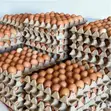 Fresh Chicken Eggs - Wholesale - 1