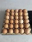 Fresh Chicken Eggs - Wholesale - 2